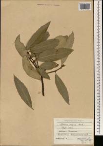 Quercus incana W.Bartram, South Asia, South Asia (Asia outside ex-Soviet states and Mongolia) (ASIA) (Georgia)