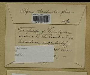 Ptychostomum turbinatum (Hedw.) J.R. Spence, Bryophytes, Bryophytes - Middle Russia (B6) (Russia)