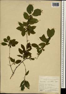 Lonicera caucasica subsp. orientalis (Lam.) D. F. Chamb. & Long, South Asia, South Asia (Asia outside ex-Soviet states and Mongolia) (ASIA) (Turkey)