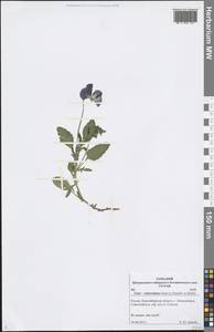 Viola ×wittrockiana Gams, Siberia, Western Siberia (S1) (Russia)