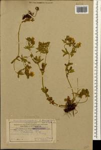 Potentilla thuringiaca Bernh. ex Link, Caucasus, Armenia (K5) (Armenia)