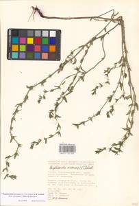 Buglossoides arvensis × rochelii, Eastern Europe, Lower Volga region (E9) (Russia)