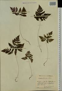 Gymnocarpium dryopteris (L.) Newman, Siberia, Baikal & Transbaikal region (S4) (Russia)