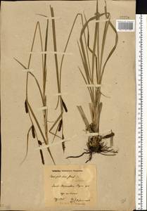 Carex acutiformis Ehrh., Eastern Europe, North Ukrainian region (E11) (Ukraine)