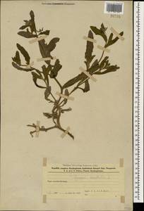 Lycopsis arvensis subsp. orientalis (L.) Kusn., Caucasus, Azerbaijan (K6) (Azerbaijan)
