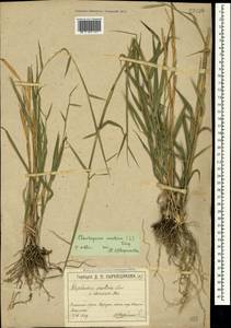 Cleistogenes serotina (L.) Keng, Crimea (KRYM) (Russia)