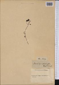 Maurandella antirrhiniflora (Humb. & Bonpl. ex Willd.) Rothm., America (AMER) (Not classified)