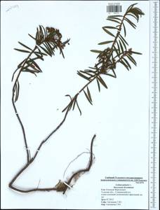 Rhododendron tomentosum (Stokes) Harmaja, Eastern Europe, Central region (E4) (Russia)