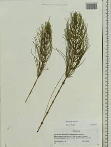 Equisetum arvense L., Eastern Europe, North-Western region (E2) (Russia)
