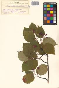 Sorbus alnifolia (Siebold & Zucc.) K. Koch, Siberia, Russian Far East (S6) (Russia)