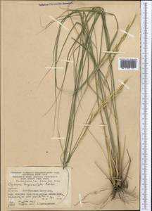 Achnatherum turcomanicum (Roshev.) Tzvelev, Middle Asia, Kopet Dag, Badkhyz, Small & Great Balkhan (M1) (Turkmenistan)