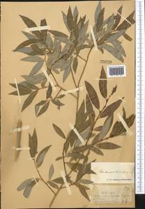 Salix tenuijulis Ledeb., Middle Asia, Dzungarian Alatau & Tarbagatai (M5) (Kazakhstan)