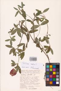 Trifolium medium L., Eastern Europe, Lower Volga region (E9) (Russia)