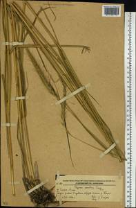 Elymus dahuricus Griseb., Siberia, Russian Far East (S6) (Russia)