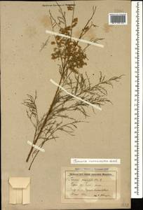 Tamarix ramosissima Ledeb., Caucasus, Stavropol Krai, Karachay-Cherkessia & Kabardino-Balkaria (K1b) (Russia)