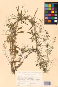 Galium spurium L., Eastern Europe, Central region (E4) (Russia)