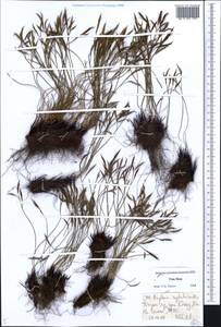 Asplenium septentrionale (L.) Hoffm., Middle Asia, Dzungarian Alatau & Tarbagatai (M5) (Kazakhstan)