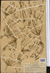 Lomatogonium carinthiacum (Wulfen) Reichenb., Middle Asia, Pamir & Pamiro-Alai (M2) (Tajikistan)