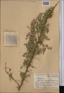 Caragana halodendron (Pall.) Dum.Cours., Middle Asia, Syr-Darian deserts & Kyzylkum (M7) (Uzbekistan)