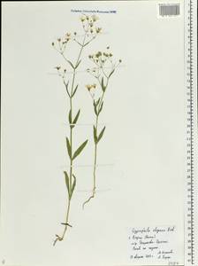 Gypsophila elegans M. Bieb., Eastern Europe, Central region (E4) (Russia)