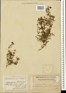 Spergularia media (L.) C. Presl, Crimea (KRYM) (Russia)