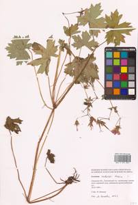 Geranium krameri Franch. & Sav., Siberia, Russian Far East (S6) (Russia)