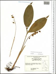 Convallaria keiskei Miq., Siberia, Russian Far East (S6) (Russia)