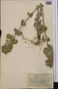 Marrubium anisodon K.Koch, Middle Asia, Pamir & Pamiro-Alai (M2) (Tajikistan)