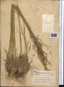 Piptatherum songaricum (Trin. & Rupr.) Roshev., Middle Asia, Western Tian Shan & Karatau (M3) (Kyrgyzstan)