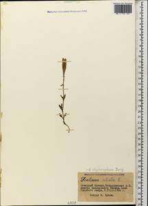 Gentianopsis ciliata subsp. blepharophora (Bordz.) W. Greuter, Caucasus, Stavropol Krai, Karachay-Cherkessia & Kabardino-Balkaria (K1b) (Russia)