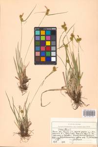 Carex flava L., Eastern Europe, Moscow region (E4a) (Russia)