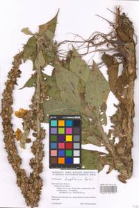 MHA 0 008 722, Verbascum densiflorum Bertol., Eastern Europe, Central forest-and-steppe region (E6) (Russia)