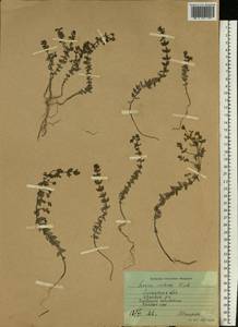 Linaria cretacea Fisch. ex Spreng., Eastern Europe, North Ukrainian region (E11) (Ukraine)