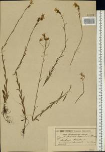 Saxifraga hirculus L., Eastern Europe, Western region (E3) (Russia)