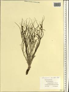 Takhtajaniantha pusilla (Pall.) Nazarova, Eastern Europe, Lower Volga region (E9) (Russia)