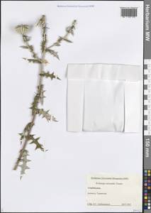 Echinops orientalis Trautv., Caucasus, Azerbaijan (K6) (Azerbaijan)