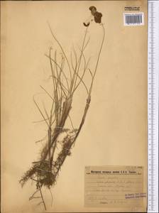 Carex physodes M.Bieb., Middle Asia, Karakum (M6) (Turkmenistan)