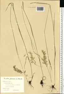 Trisetum flavescens (L.) P.Beauv., Eastern Europe, West Ukrainian region (E13) (Ukraine)
