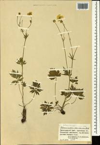 Ranunculus caucasicus M. Bieb., Caucasus, Krasnodar Krai & Adygea (K1a) (Russia)