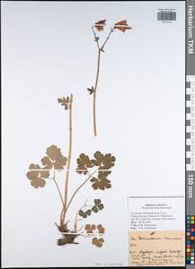 Aquilegia vulgaris L., Eastern Europe, Central region (E4) (Russia)