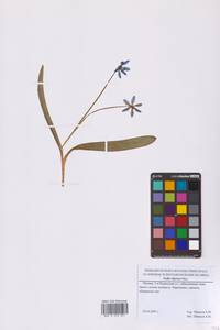 Scilla siberica Andrews, Eastern Europe, Moscow region (E4a) (Russia)