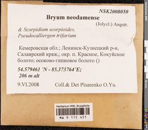 Ptychostomum neodamense (Itzigs.) J.R. Spence, Bryophytes, Bryophytes - Western Siberia (including Altai) (B15) (Russia)