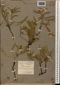 Convolvulus lineatus L., Caucasus, North Ossetia, Ingushetia & Chechnya (K1c) (Russia)