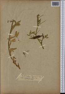 Lathyrus clymenum L., South Asia, South Asia (Asia outside ex-Soviet states and Mongolia) (ASIA) (Turkey)