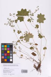 Alchemilla, Eastern Europe, Central forest-and-steppe region (E6) (Russia)