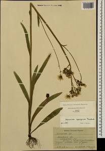 Pilosella cymosa subsp. vaillantii (Tausch) S. Bräut. & Greuter, Eastern Europe, Moscow region (E4a) (Russia)