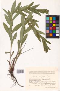 Pentanema salicinum subsp. asperum (Poir.) Mosyakin, Eastern Europe, Lower Volga region (E9) (Russia)