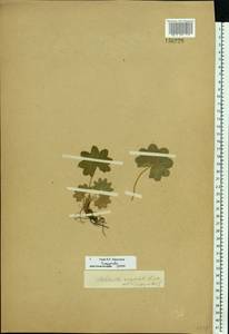 Alchemilla conglobata H. Lindb., Eastern Europe (no precise locality) (E0) (Not classified)