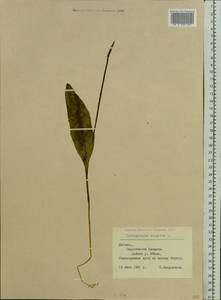 Ophioglossum vulgatum L., Eastern Europe, Latvia (E2b) (Latvia)