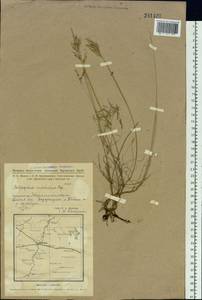 Astragalus macropus Bunge, Siberia, Western Siberia (S1) (Russia)